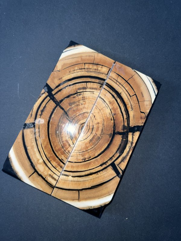 Mammoth tusk scale set! - Image 3