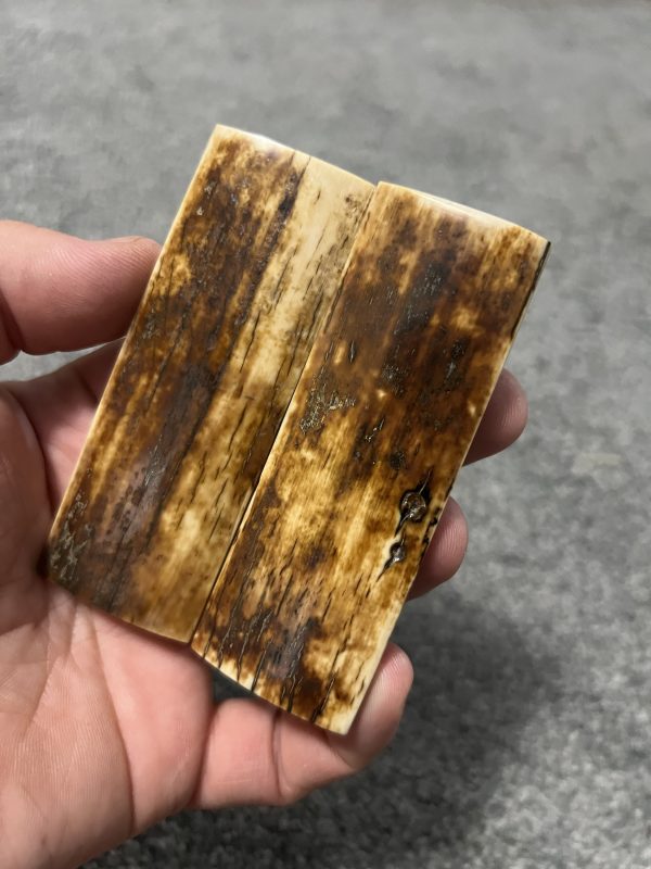 Mammoth bark scales! - Image 2