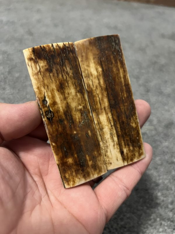 Mammoth bark scales! - Image 3