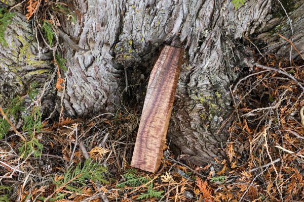 Stabilized Hawaiian Curly Koa