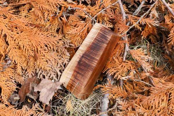 Stabilized Hawaiian Curly Koa
