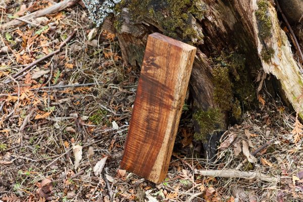 Stabilized Hawaiian Curly Koa
