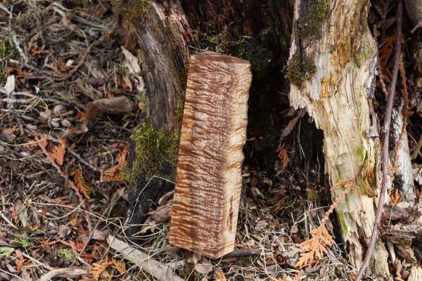 Stabilized Hawaiian Curly Koa