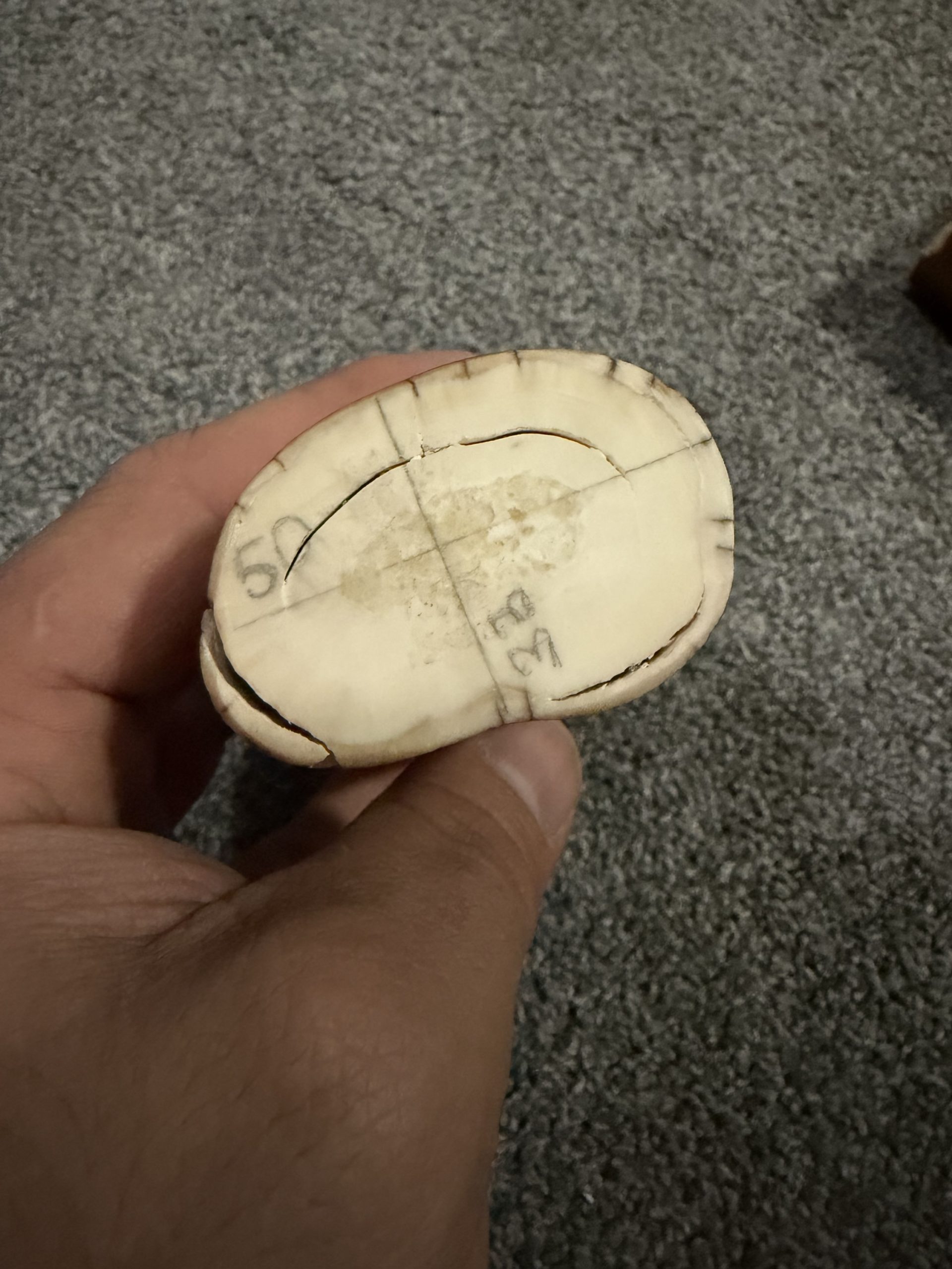 Fossil walrus tusk block! - Image 3