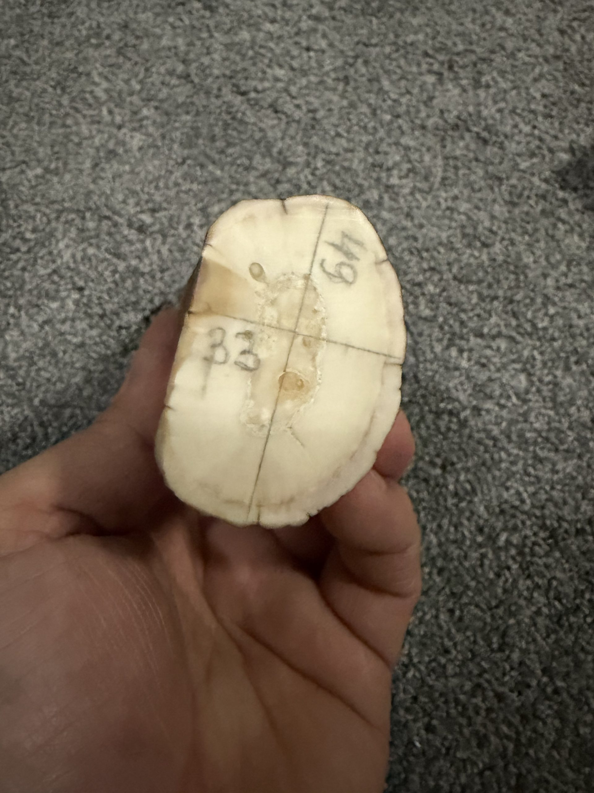 Fossil walrus tusk block! - Image 4