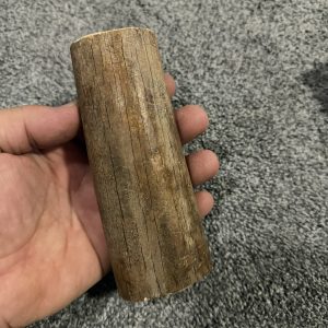 Fossil walrus block